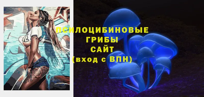 Псилоцибиновые грибы Psilocybe Тверь